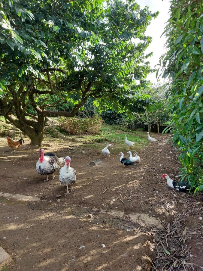 Quinta Do Sossego-Giestas Villa ฮิเบย์รา กรันเจ ภายนอก รูปภาพ